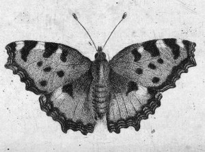 Butterfly etching