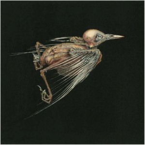 meshes_of_voice-27626501-frntl_1408276585